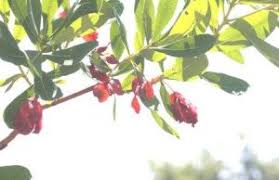 Image result for Eminia antennulifera