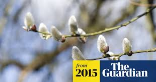 Image result for Goat Willow