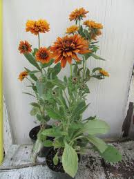 Image result for Rothia hirsuta