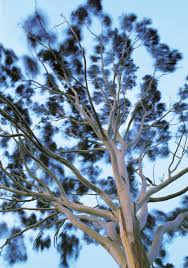 Rainforest trust saves an acre of rainforest every 16 seconds. Eucalypts Trees Of The Future New Zealand Geographic