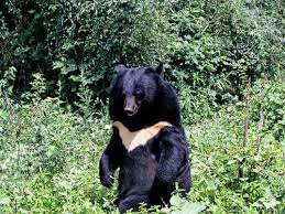 Gallery: Rescuing black bears from China's bile farms | New Scientist