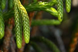 Image result for Huperzia dacrydioides