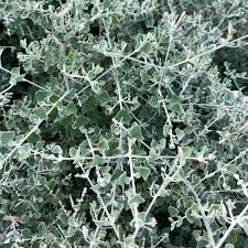 Image result for Rhagodia