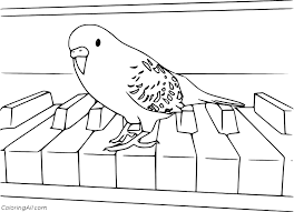 Color online with this game to color animals coloring pages and you will be able to share and to create your own gallery online. Parakeet Coloring Pages Coloringall