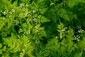 Check spelling or type a new query. Green Plants With Little White Flowers That Looks Like Baby S Breath Flowers Stock Photo Aac27115 47e7 48bc A555 7b86d82b9561