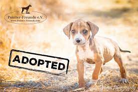 The mix of the beagle and jack russell create the most lively of dogs. Bilbo Beagle Terrier Mix Apr 05 2016 4 Months Pointer Freunde E V