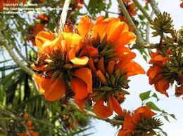 Image result for Erythrina fusca