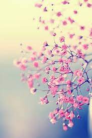 Pink Blossom Flower Wallpaper Pink Blossom Pink Flowers