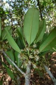 Image result for Manilkara mochisia