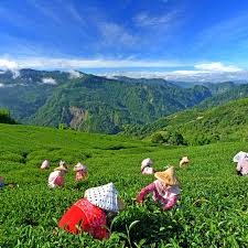 Ein berg voll mit blumen. Taiwan Reisen Informationen Zum Herz Asiens Taiwan Tourismus