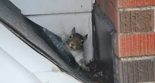 The reason this works is that the cage is made of wire too heavy for squirrels to chew through. Wildlife Control Tips Common Squirrel Entry Points