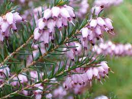 Erica Flowers Available October Indoor Flowers Flowers Types Of Flowers