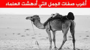 صفات غريبة لا تعرفها عن الجمل سفينة الصحراء الإبل أسرار وآيات معجزة youtube
