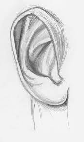 After finishing the lessons, you will be able to draw basic things like realistic eyes, human faces, animals, etc. Draw Facial Features With This In Depth Beginner S Guide