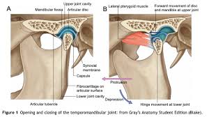 Of a total of 1405 consecutive tmd patients examined over the last 10 years, 369 (26.3%) were determined to have completed treatment at least 1 year before the present survey. How Does Physical Therapy Help Tmj Pain Physiofit Of Nc