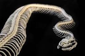 Bones have many shapes and sizes and are important to add structure to the body and protection to the vital structures. Do Snakes Have Bones The Skeleton Of A Snake Explained