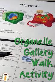 Cell Organelle Activity Gallery Walk Biology Classroom Science Activities