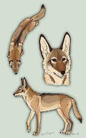 We did not find results for: Coyote Design Coyote Drawing Coyote Mythical Creatures Art
