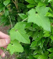 Image result for Cucumis maderaspatanus