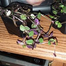 Easy propagate in water or soil ' fast growing plant and can make a nice hanging plants! Callisia Repens Bianca Bolivian Jew Bianca In Gardentags Plant Encyclopedia