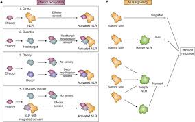 Feb 23, 2018 · author summary plant roots are colonized by complex communities of bacterial and archaeal microbiota from the soil, with the potential to affect plant nutrition and fitness. A Molecular Roadmap To The Plant Immune System Journal Of Biological Chemistry