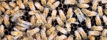 Foraging bees use the same methods to find nectar and pollen four floors up that they use at ground level. Drone Honey Bee