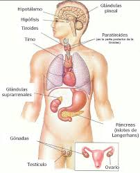 Sistema Endocrino Sistema Endocrino Cuerpo Humano Anatomia Anatomia Y Fisiologia Humana