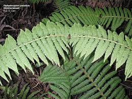 Image result for Gleicheniaceae