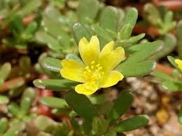 Much like a zombie, even after you think you have killed it, it can come back to life again and again. Portulaca Ausemade