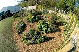 Edible Landscaping Permaculture Gardening Permaculture Design Edible Landscaping