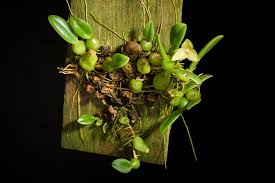 Image result for Cyphostemma obovato-oblongum