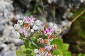 Image result for Vernonia suprafastigiata