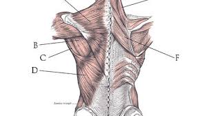 C1 a c4, en las apfisis transversas insercin: Dolores Musculares Y Tension Residual Juanje Ojeda