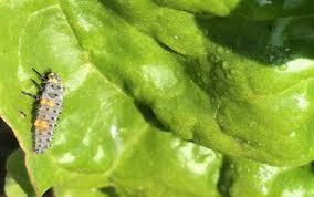 Fortunately, many household ingredients drive out if the solution doesn't work, rolled balls made of ground coffee and tobacco powder, fly paper, or cheap mouse traps can take care of lizards too. The Good The Bad And The Ugly Bugs Our Approach To Organic Pest Control Maedayfarm Com