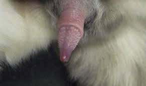 We did not find results for: Male Genital Tract Veterian Key
