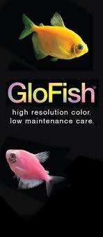 Glofish Are Not Injected Or Dyed They Breed And Reproduce Naturally With This Fluorescent Color Start Your Glofish Tank Today Glofish Glow Fish Glofish Tank
