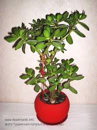 каталог комнатных комнатные цветы фото и названия и уход за ними Tolstyanka Krassula Vse O Komnatnyh Rasteniyah Na Flowersweb Info Tolstyanka Yajcevidnaya Denezhnye Derevya Komnatnye Rasteniya