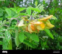 Image result for Crotalaria capensis