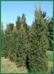 Maybe you would like to learn more about one of these? Columnsr Norway Spruce Stratham Circle Nursery