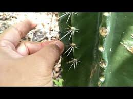 Remove exposed and infected plant material. Cereus Cactus How To Remove Cereus Spines Barbaric Meyhod Cactus Cereus Spines Youtube Cactus How To Remove Spines