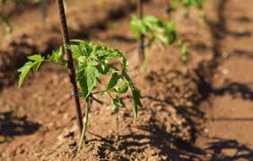 We did not find results for: Choosing Desert Tomatoes Popular Varieties Of Drought Tolerant Tomatoes
