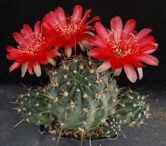 Image result for Tricalysia schliebenii