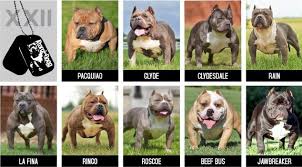 Pitbull Breeding Color Chart Pitbull Puppies