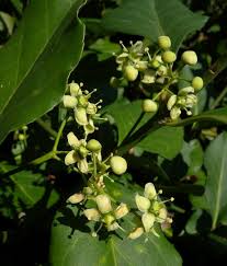 Image result for Euonymus fortunei