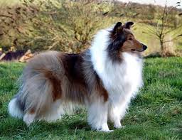 I first started showing smooth collies in 2002 following the purchase of a sable and white dog from the foxearth kennels (foxearth flash past) who went on become a champion and won 19 challenge certificates. Rough Collie Puppies Available In The Uk New Adverts Added Regularly And Site Updated Daily