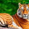 Download and install neon animal wallpapers on your laptop or desktop computer. 1