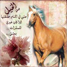عبارات عن الخيل موسوعة إقرأ عبارات عن الخيل و شعر عن الخيل والحب