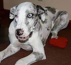 Doggie door for great dane whether you are planning on getting a doggie door for your dog or if you … Indianapolis In Great Dane Meet Macy A Pet For Adoption