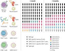 It was first identified in december 2019 in wuhan,. Immunological Memory To Sars Cov 2 Assessed For Up To 8 Months After Infection Science