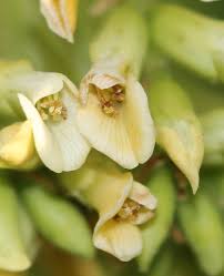 Image result for Dalbergia sissoo